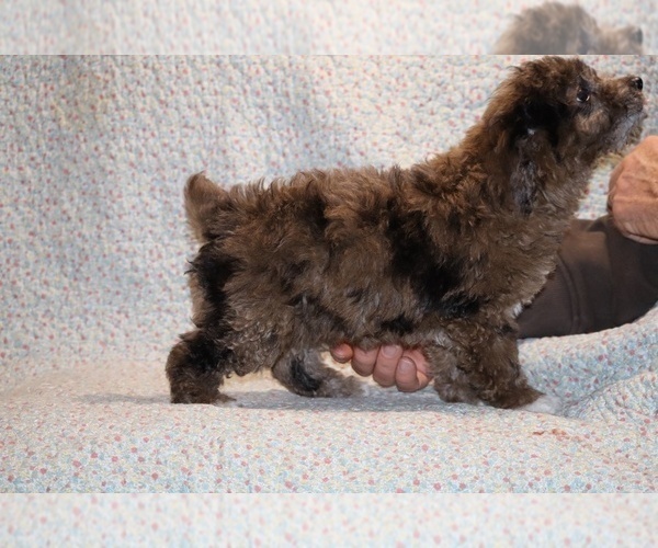 Medium Photo #12 Poodle (Toy) Puppy For Sale in DYERSBURG, TN, USA