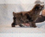 Small #11 Poodle (Toy)