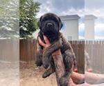 Puppy Grey Cane Corso