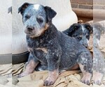 Small Photo #2 Australian Cattle Dog Puppy For Sale in CHAPMANSBORO, TN, USA