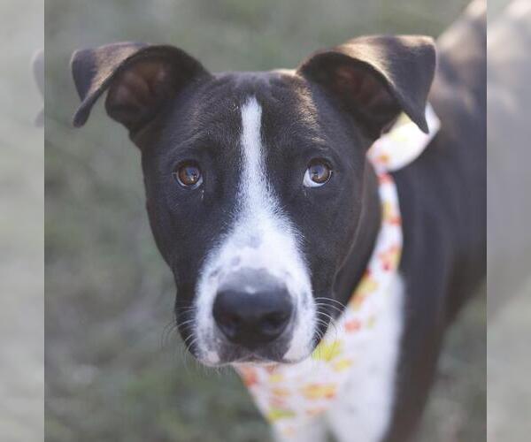 Medium Photo #1 American Staffordshire Terrier-Unknown Mix Puppy For Sale in San Antonio, TX, USA
