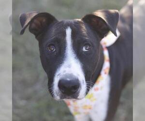 American Staffordshire Terrier-Unknown Mix Dogs for adoption in San Antonio, TX, USA
