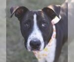 GUNNER - Male American Staffordshire Terrier-Unknown Mix Dog for Adoption - Small photo