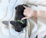 Small Photo #3 French Bulldog Puppy For Sale in PATTERSON, CA, USA