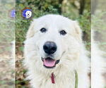 Small Great Pyrenees