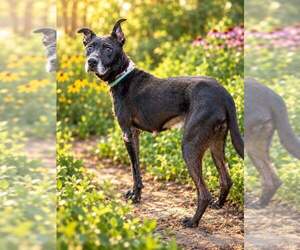 Abigail - Female Mutt Dog for Adoption - Photo #3