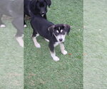 Small #6 Labrador Retriever Mix