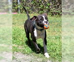 Small Photo #5 American Pit Bull Terrier Puppy For Sale in Glen Allen, VA, USA