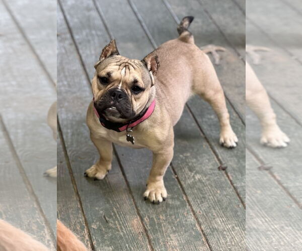 Medium Photo #1 American Bulldog-French Bulldog Mix Puppy For Sale in Lakemont, GA, USA