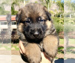 Small Photo #3 German Shepherd Dog Puppy For Sale in OJAI, CA, USA
