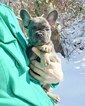Small Photo #26 French Bulldog Puppy For Sale in MARYSVILLE, WA, USA