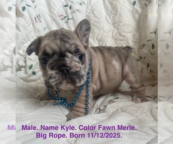 Medium Photo #8 French Bulldog Puppy For Sale in FORT PLAIN, NY, USA