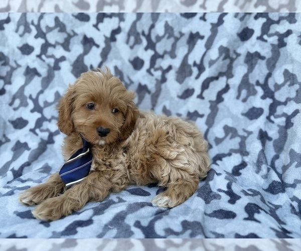 Medium Photo #8 Cock-A-Poo Puppy For Sale in LAKELAND, FL, USA