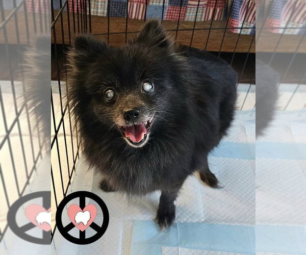 Medium Photo #5 Pomeranian Puppy For Sale in Lebanon, PA, USA