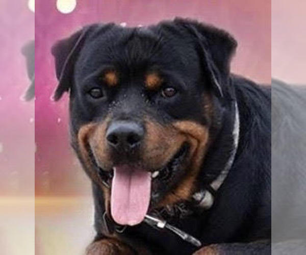 Full screen Photo #2 Rottweiler Puppy For Sale in YUCAIPA, CA, USA