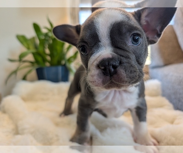 Medium Photo #4 Faux Frenchbo Bulldog Puppy For Sale in LAS CRUCES, NM, USA