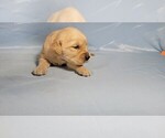 Small Photo #22 Golden Retriever Puppy For Sale in BLACK FOREST, CO, USA