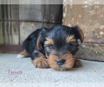 Small Photo #34 Yorkshire Terrier Puppy For Sale in MANES, MO, USA