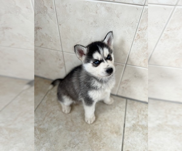 Medium Photo #2 Siberian Husky Puppy For Sale in EAST HERKIMER, NY, USA