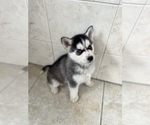 Small Photo #2 Siberian Husky Puppy For Sale in EAST HERKIMER, NY, USA