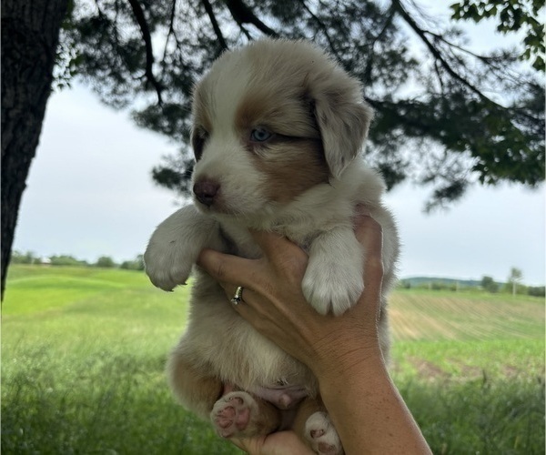 Medium Photo #4 Australian Shepherd Puppy For Sale in TIGERTON, WI, USA