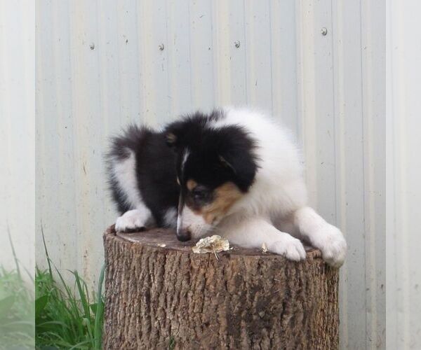 Medium Photo #3 Collie Puppy For Sale in FORT PLAIN, NY, USA