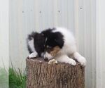 Small #2 Collie
