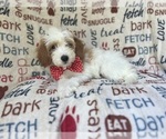 Small #8 Cavapoo