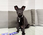 Small #3 German Shepherd Dog