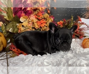 French Bulldog Puppy for Sale in HUDSON, Colorado USA