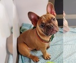 Small Photo #3 French Bulldog Puppy For Sale in OTTAWA LAKE, MI, USA
