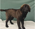 Small #3 Retriever  Mix