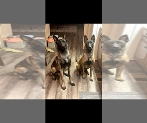 Belgian Malinois Puppy for sale in HUNTSVILLE, TX, USA