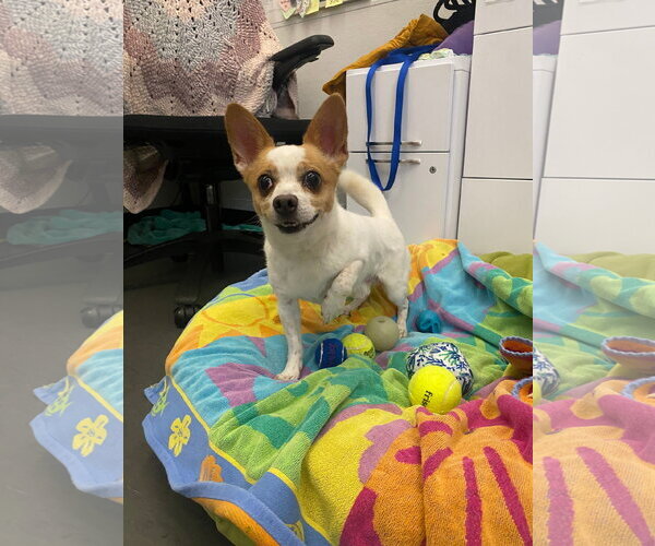 Medium Photo #5 Jack Chi Puppy For Sale in San Francisco, CA, USA