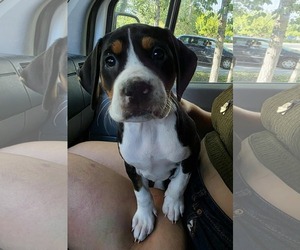 Bluetick Coonhound-Treeing Walker Coonhound Mix Dogs for adoption in Anchorage, AK, USA