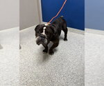 Small Bulldog Mix