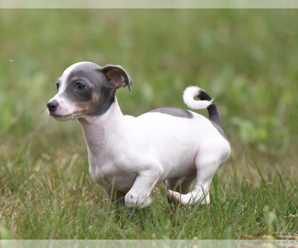 Medium Photo #3 Chihuahua Puppy For Sale in Mechanicsburg, PA, USA