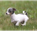 Small #2 Chihuahua