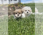 Small #6 Havanese