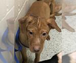 Small Labrador Retriever