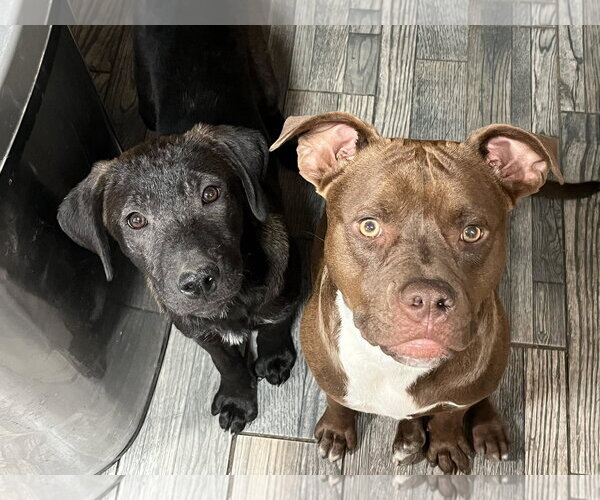 Medium Photo #3 Mutt Puppy For Sale in Mount Laurel, NJ, USA