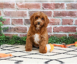 Small #3 Cavapoo (Miniature)