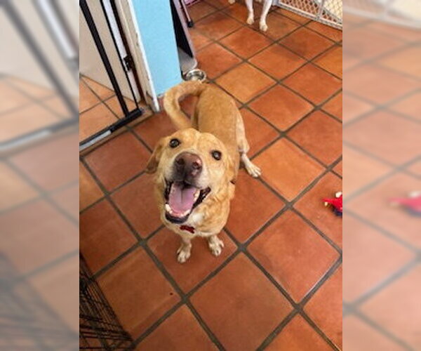 Medium Photo #5 Golden Labrador Puppy For Sale in San Diego, CA, USA