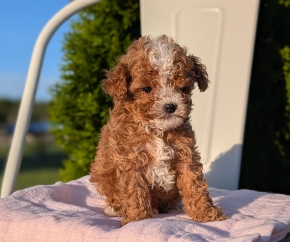 Medium Photo #8 Cavapoo (Miniature) Puppy For Sale in GOSHEN, IN, USA