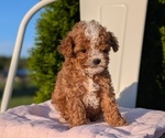 Small #7 Cavapoo (Miniature)