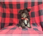 Small #6 Schnauzer (Miniature)