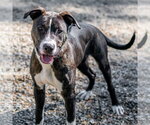 Small #2 Labrador Retriever Mix