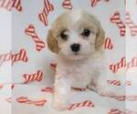 Small Photo #1 Cavachon Puppy For Sale in GALLATIN, MO, USA