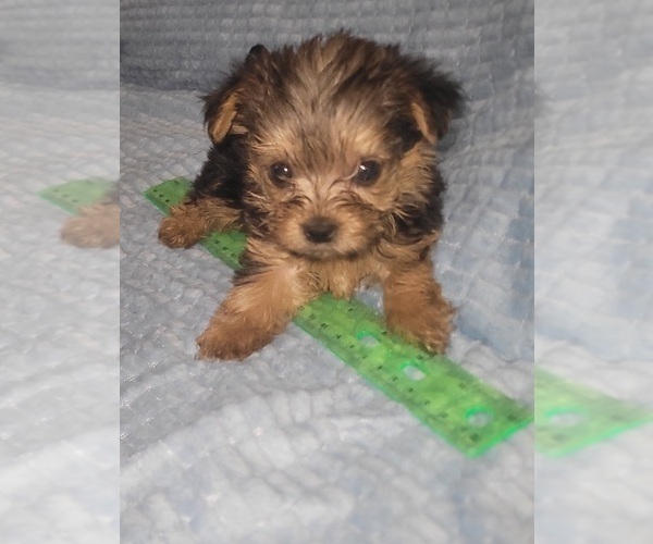 Medium Photo #43 Yorkshire Terrier Puppy For Sale in AKRON, OH, USA