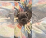 Puppy Puppy 8 black French Bulldog